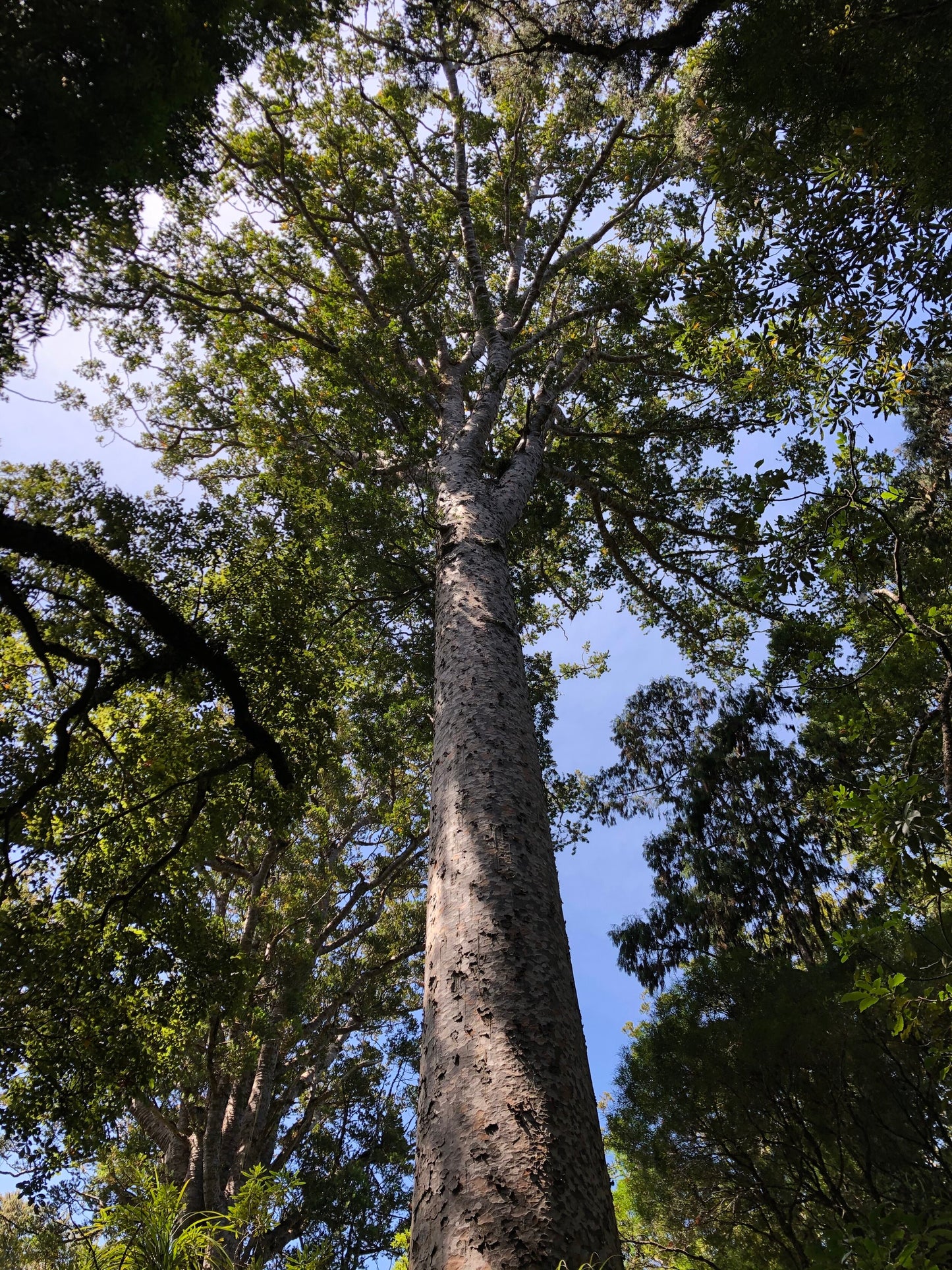 photograph of NZ kauri tree