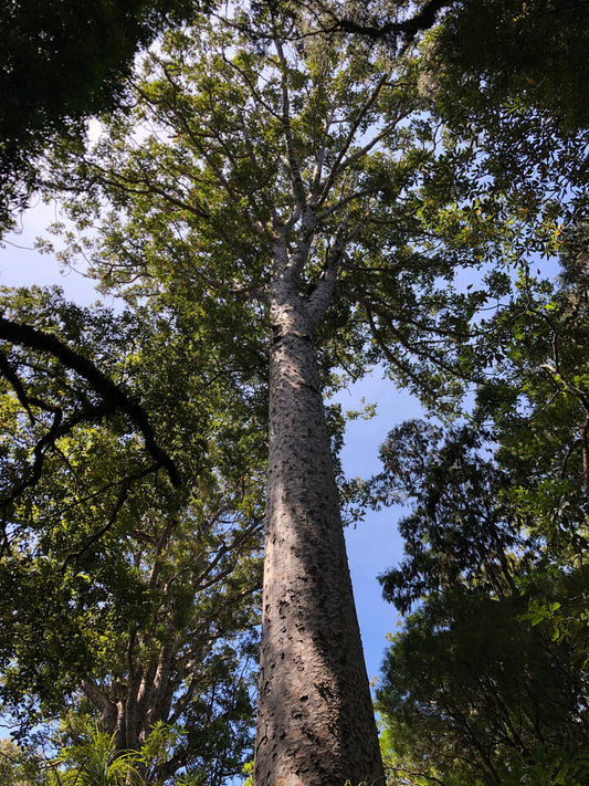 photograph of NZ kauri tree 