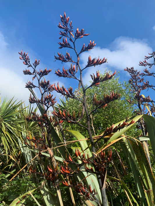 Photograph of native NZ flax by Avril Dolman Silver Fern Gallery 