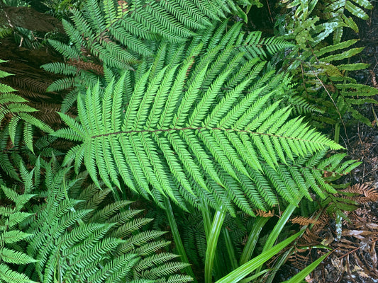 photograph of NZ fern in native bush by Avril Dolman  Silver Fern Gallery 