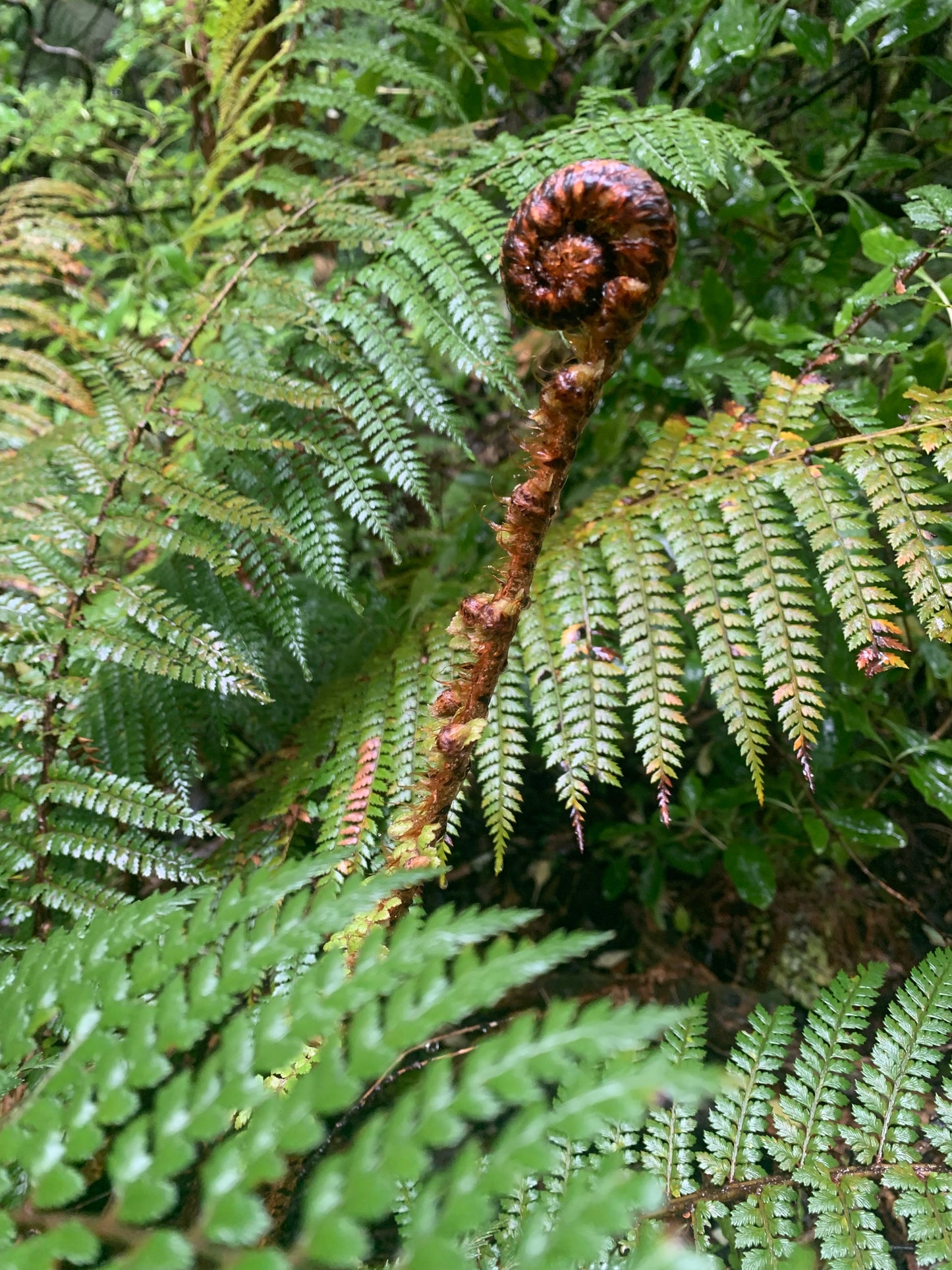 Carved Koru - 18cm by Wood Masters