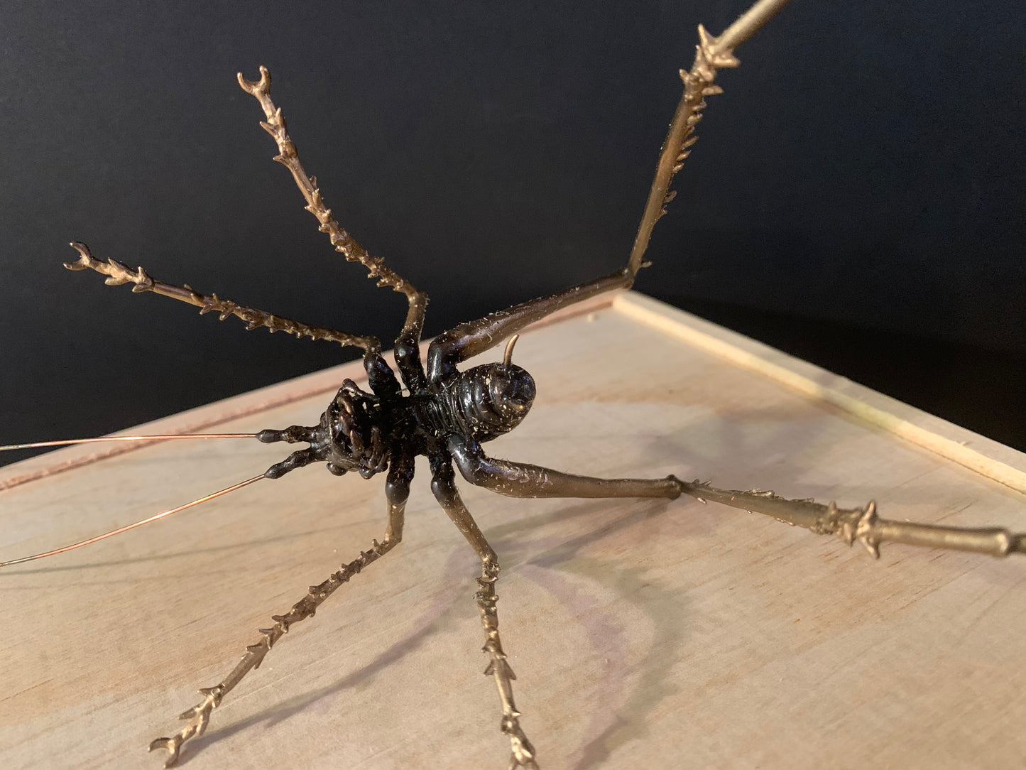 Bronze Sculpture - NZ Native Cave Weta - by Kenmore Auton