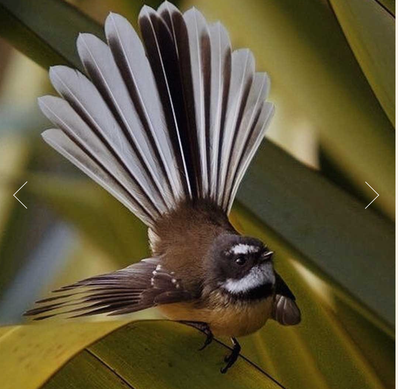 Cutlery Piwakawaka (Fantail) by Nathan Hull No2