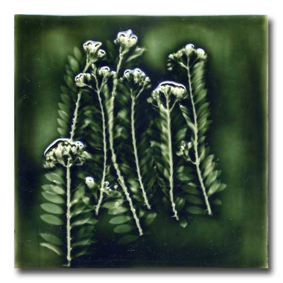 Ceramic Tile by Porteous Tiles of New Zealand Silver Fern Gallery