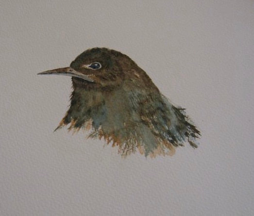 Avril Jean - Watercolour Bird Studies and New Zealand Landscapes