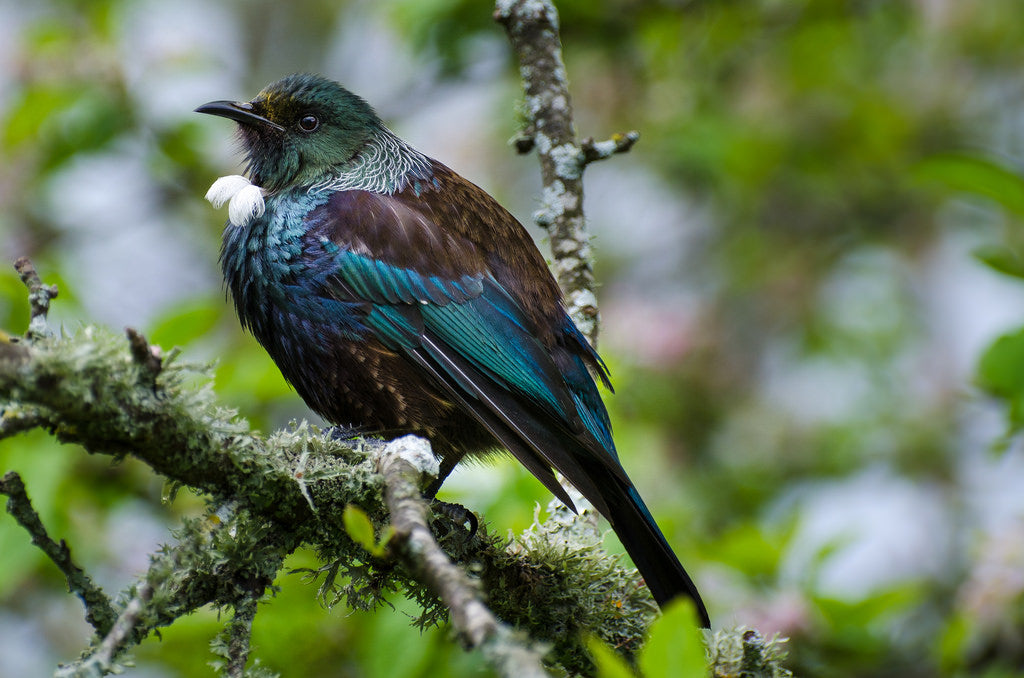 Tui bird perched on a branch with a blurred natural background.
