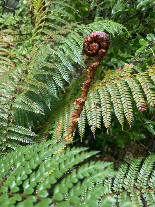 Ceramic Art Tile by Porteous Tiles - Ferns with Koru design