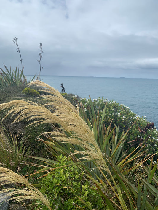 photograph of NZ toetoe  in native bush by Avril Dolman Silver Fern Gallery