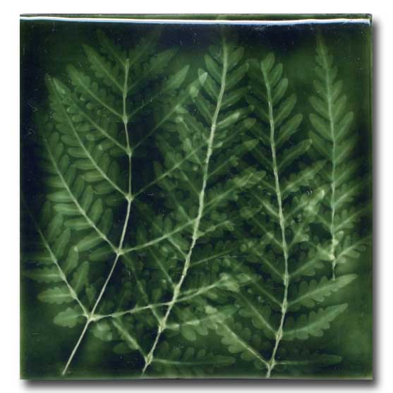 Ceramic Tile by Porteous Tiles of New Zealand Silver Fern Gallery